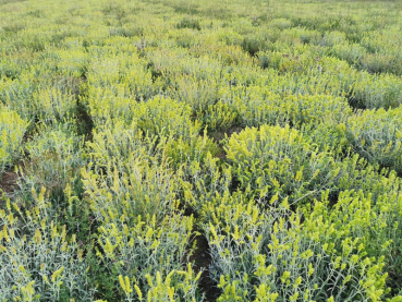 Griechischer BIO Bergtee (Tsai Bounou) Sideritis